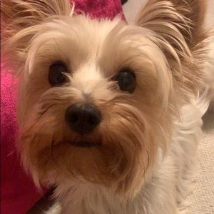 Meet your Posher, Stella